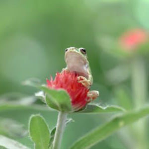 Meet your Posher, Bella